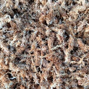 Mech Sphagnum Mech Torfowiec