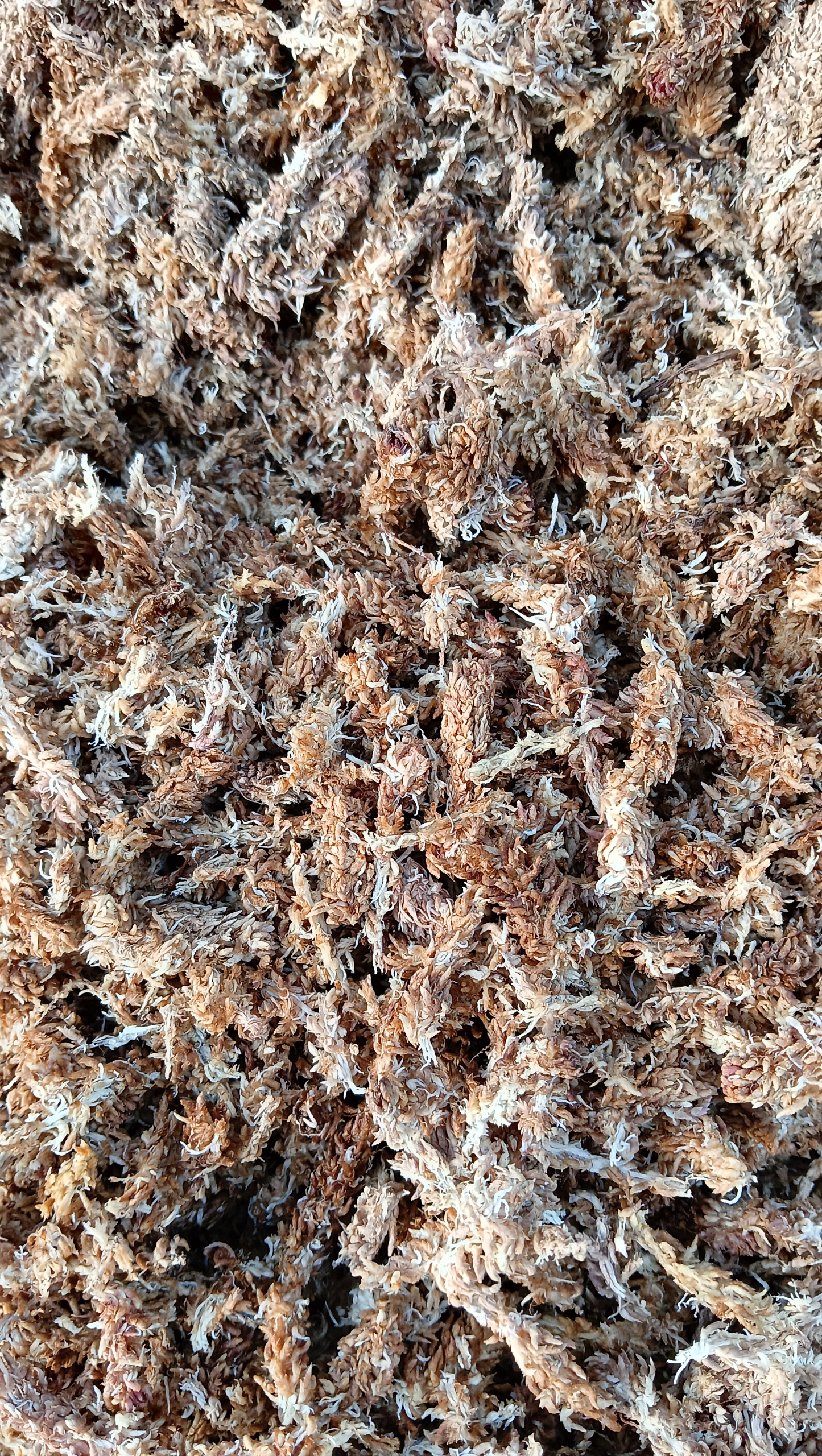 Mech Sphagnum Mech Torfowiec