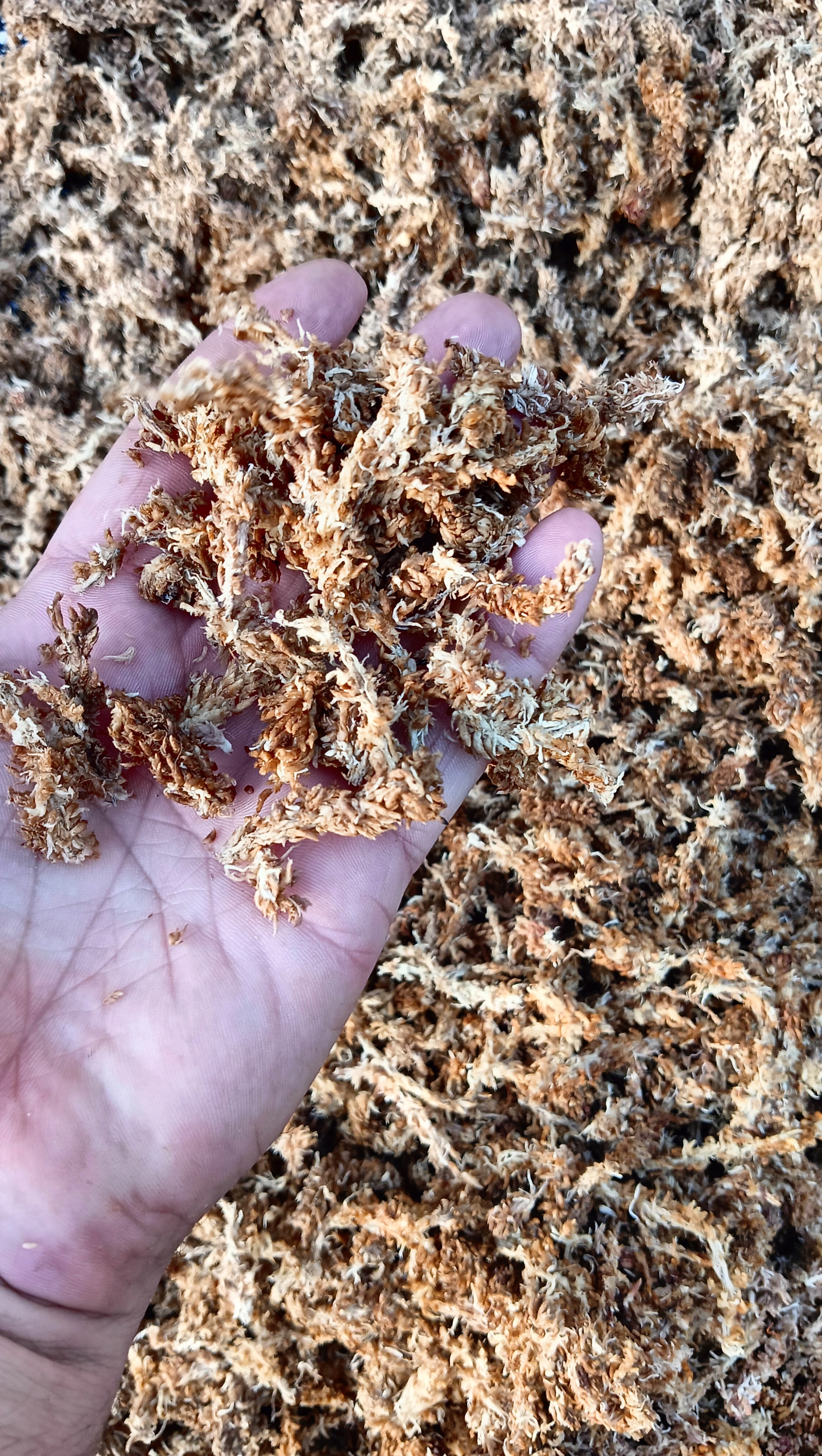 Mech Sphagnum Mech Torfowiec - obrazek 2